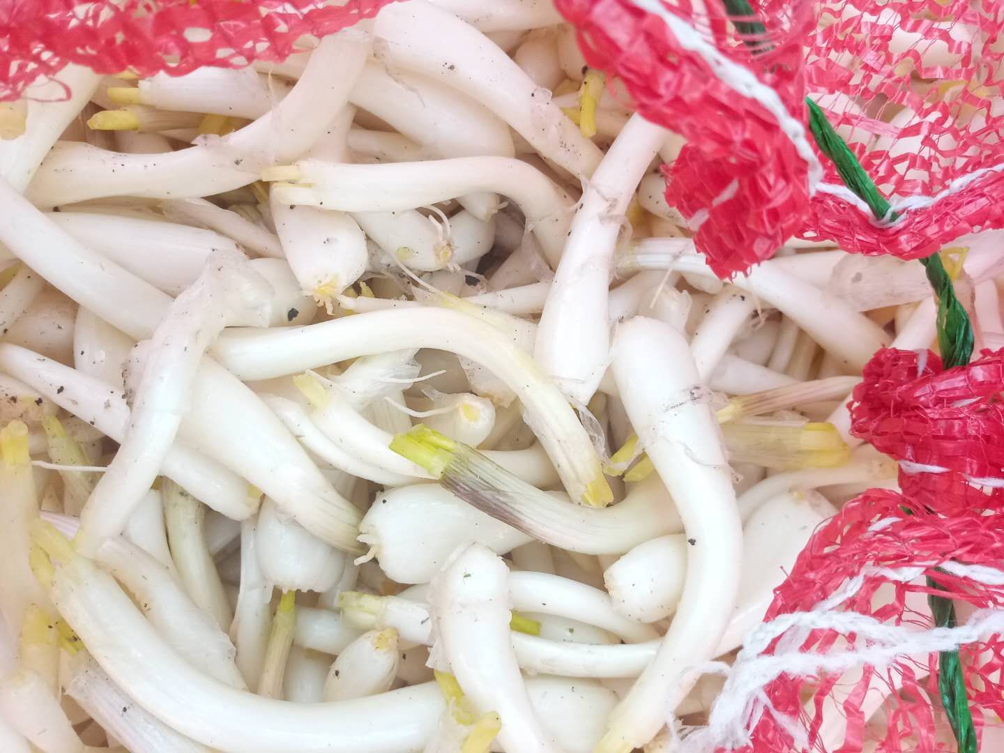  四川藠头