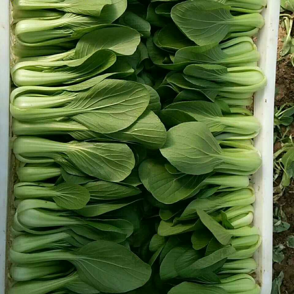  油菜 小白菜大量上市，常年供应，打冷，包装，可实地考察，