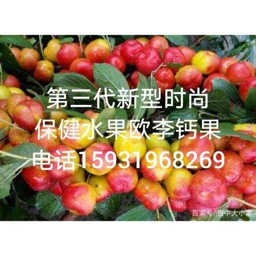赤峰钙果苗 0.5~1米