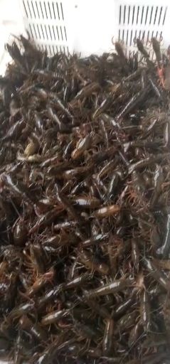 洪湖市小龙虾苗 洪湖市仪家仁水产养殖专业合作社