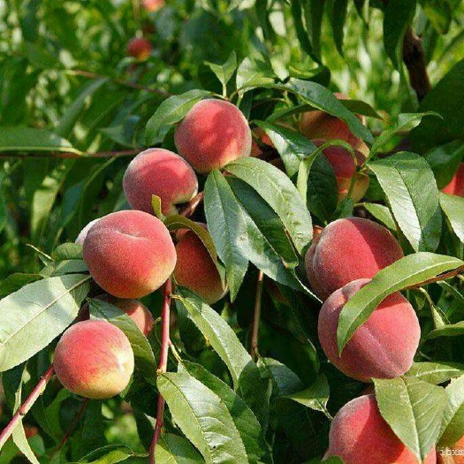 平邑县水蜜桃苗  1~1.5米 桃树苗 早熟桃