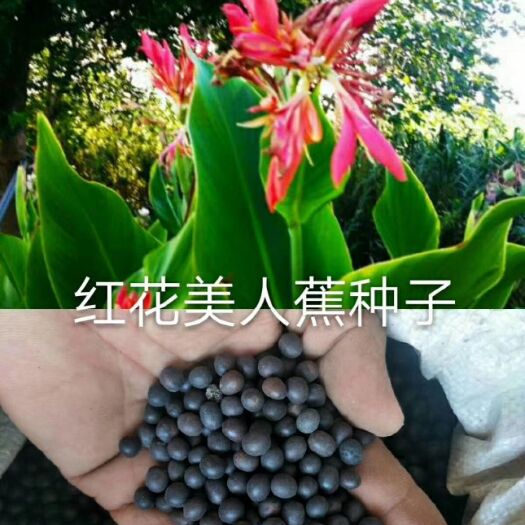 常州美人蕉种子 旱生红花  多年生品种  庭院  绿化种植广泛