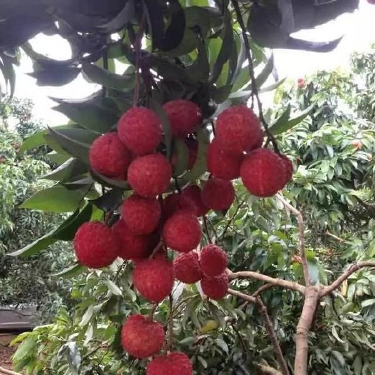 高州市糯米糍荔枝苗 岭丰糯