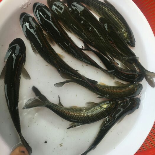 鹤山市草鱼苗