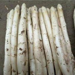 單縣白蘆筍 20~30cm