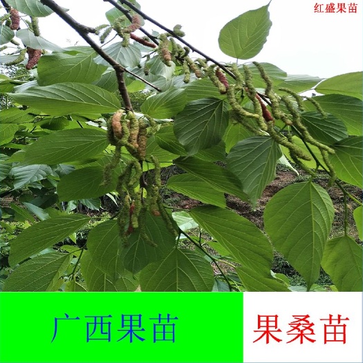 灵山县长果桑苗