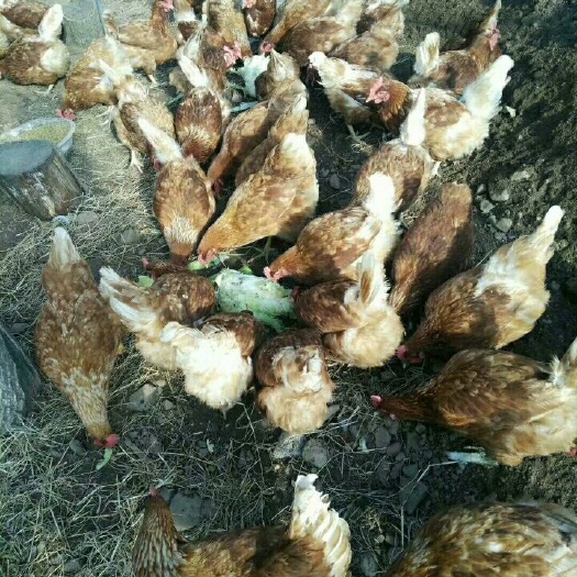 辽阳县笨鸡蛋 食用 散装