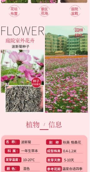 波斯菊种子 四季开花种子格桑花野花种子庭院小区绿化四季种植