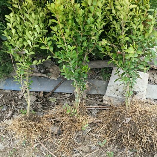 新沂市小叶黄杨苗