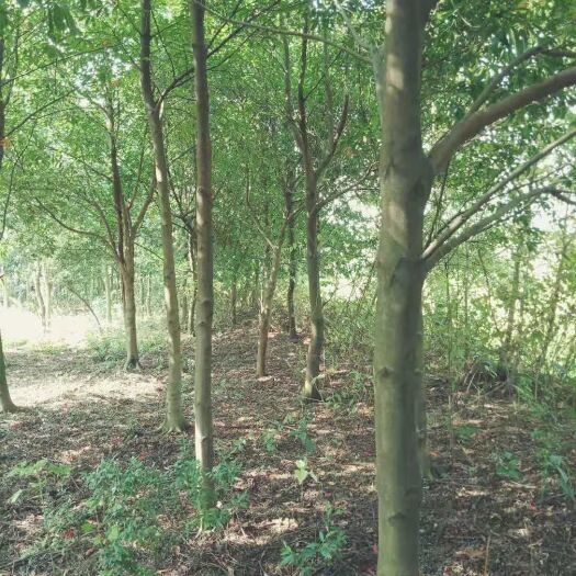 宁乡市山杜英