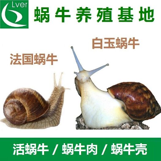 上海白玉蜗牛