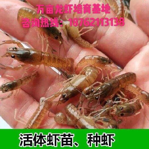 思南县小龙虾苗