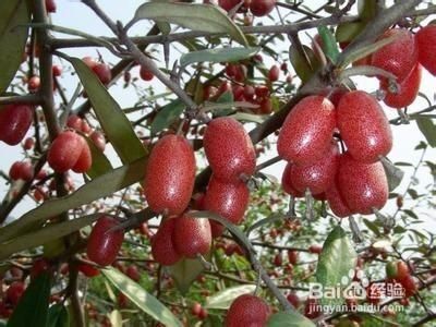 惠水县羊奶果苗 