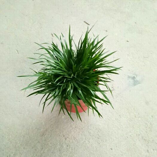 汕头石菖蒲 中药材菖蒲