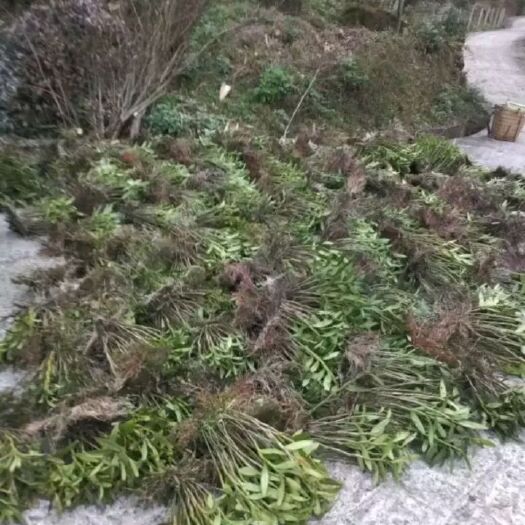 赤水市金石斛
