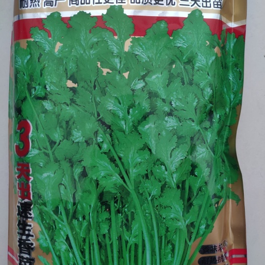 沭阳县香菜种子 三天出速生耐热香菜