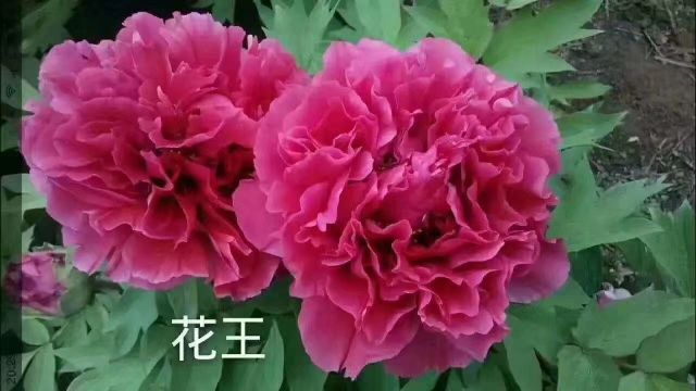 牡丹树 0.5~1米 2~4cm 6~8cm