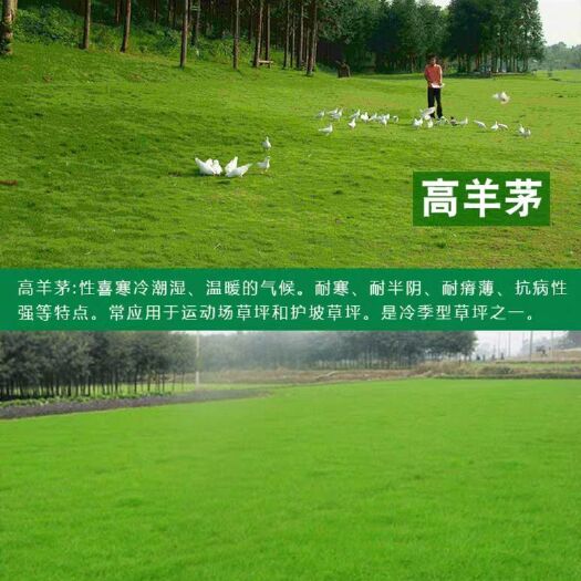 四季青草种子 草坪种子四季常青免修剪庭院护坡草籽