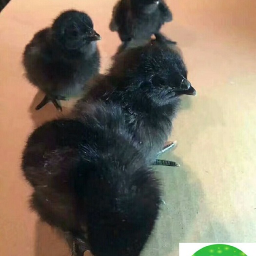 广州绿壳鸡苗 统货