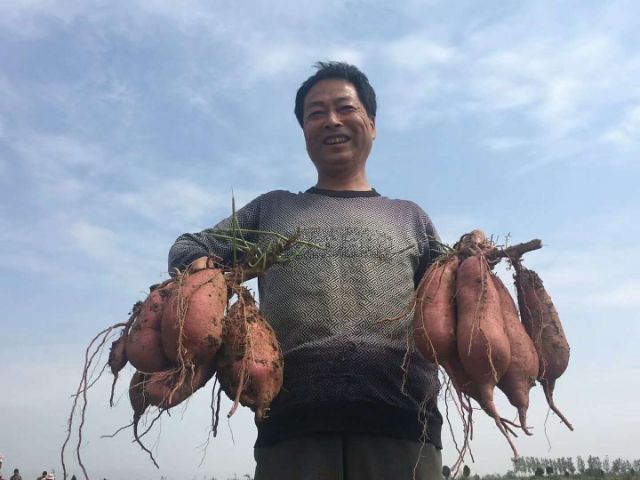 宝鸡秦薯4号红薯苗 15~25cm
