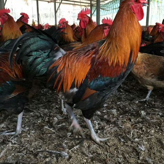 南宁黑瑶鸡苗 混合苗 包打疫苗 质量无忧 厂家直销