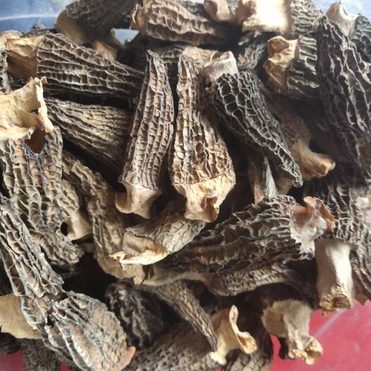 恩施市干羊肚菌 袋装 1年