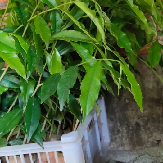 灵山县沉香苗