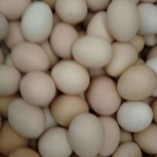 舞阳县柴鸡蛋 食用 简包装