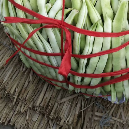 莒县白芸豆 九粒白