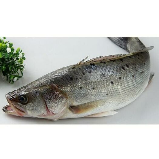 珠海海鲈鱼  人工养殖 0.5—1公斤