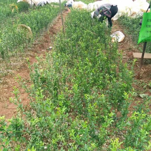 建水县纽荷尔脐橙苗 嫁接苗 0.5米以下