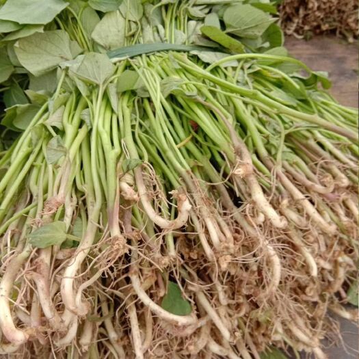 夏津县龙薯9号红薯苗 常规种（一级） ≥99.5% ≥90%