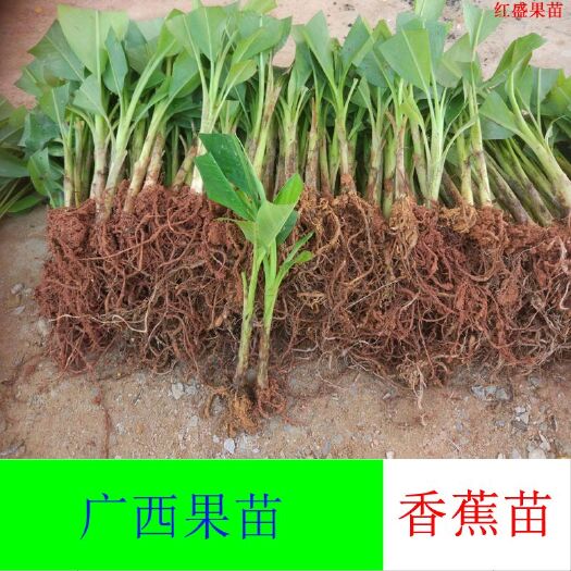 灵山县威廉斯香蕉苗