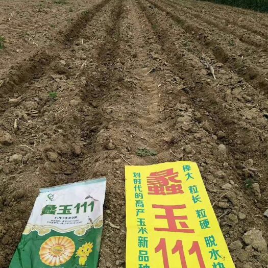 滑县蠡玉11玉米种子 常规种 ≥97%