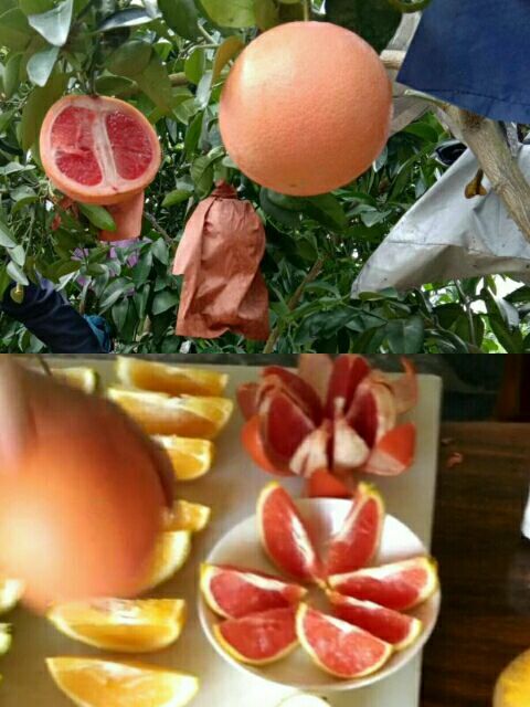 平和县葡萄柚苗
