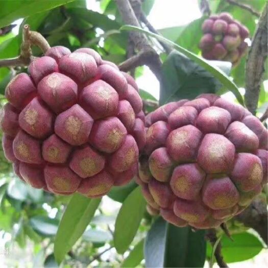 灵山县粉红黑老虎苗