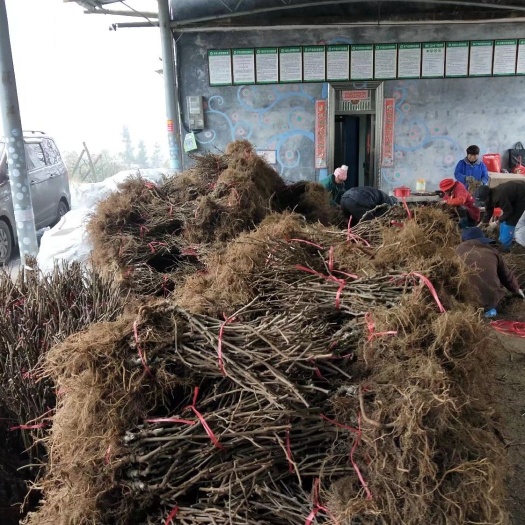 桂阳县翠玉猕猴桃苗 嫁接苗