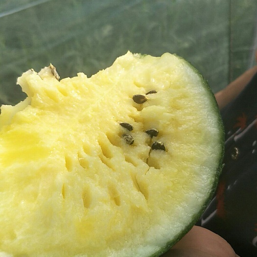 沭阳县小兰西瓜 种植户加代办