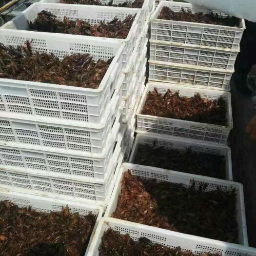 滕州市小龙虾苗