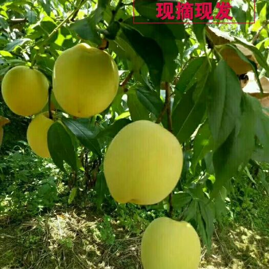 桂东县桂东高山黄桃 55mm以上 4两以上