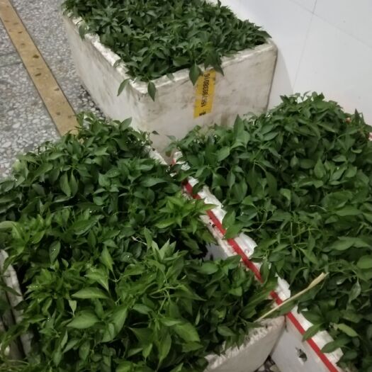 醴陵市线椒苗 10～14片真叶