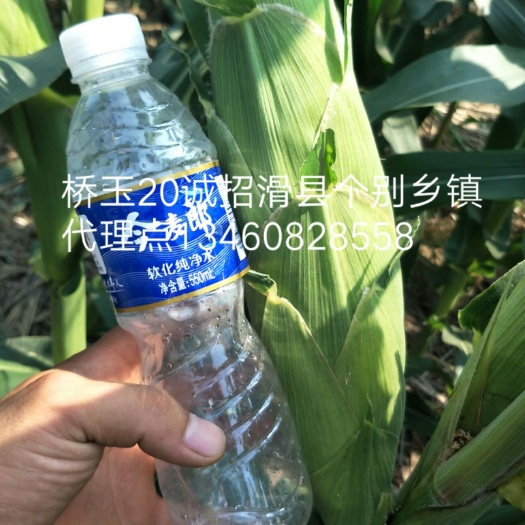 滑县桥玉20 常规种 ≥97%