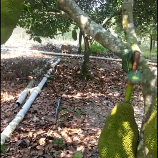 泰州海南菠萝蜜 15斤以上