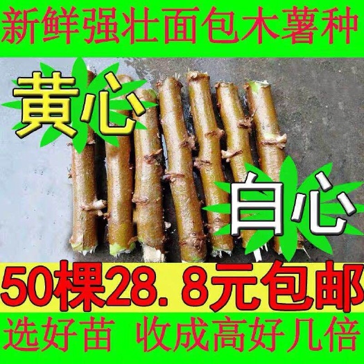容县木薯种苗
