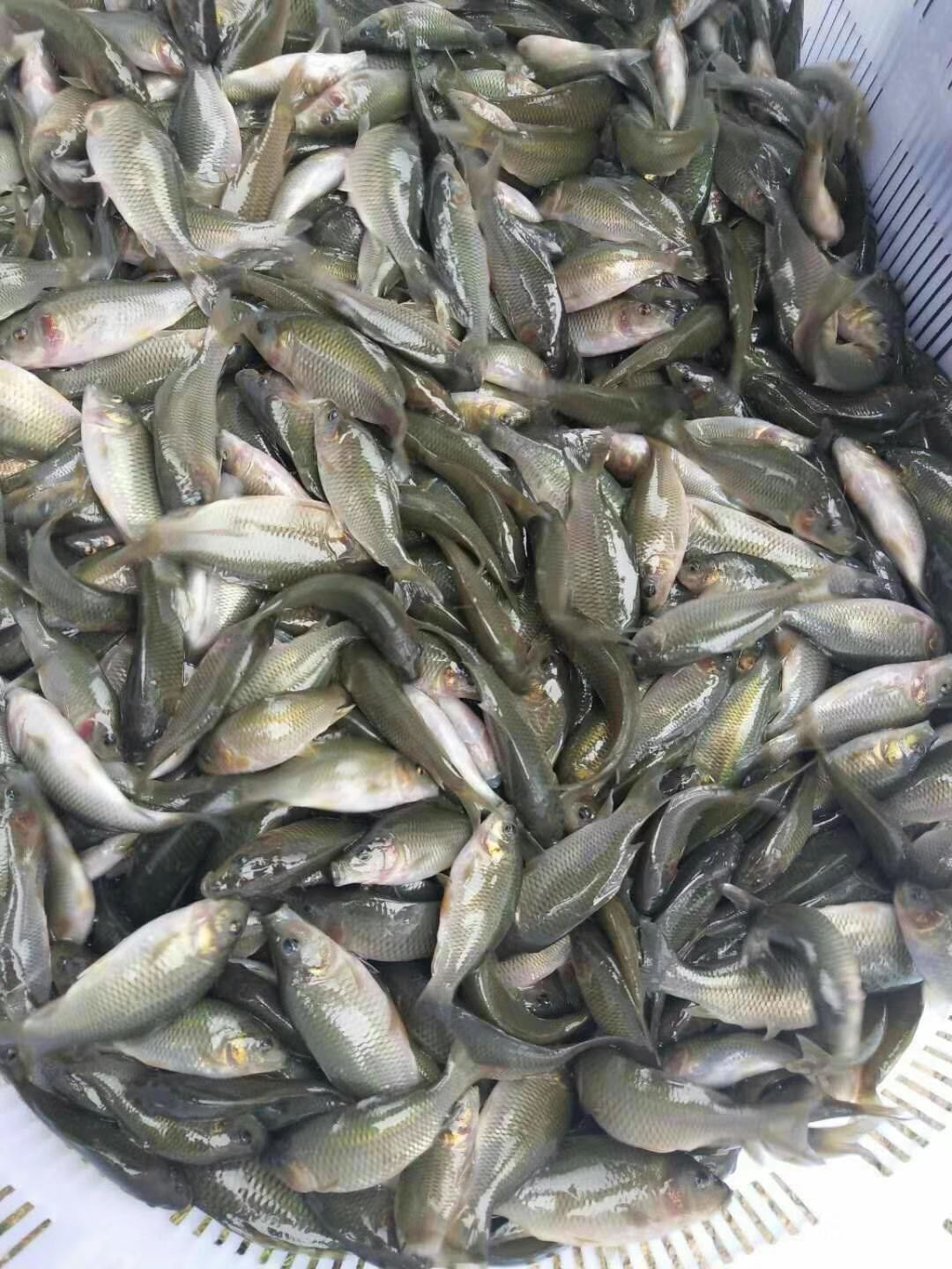 禾花鲤
