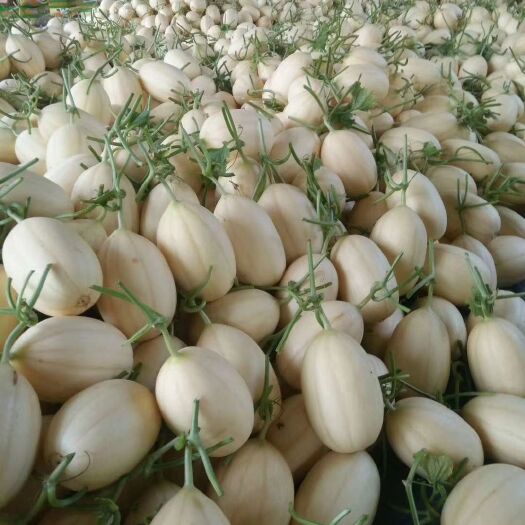 莘县东方蜜1号  1.5斤以上 产品大量上市了，