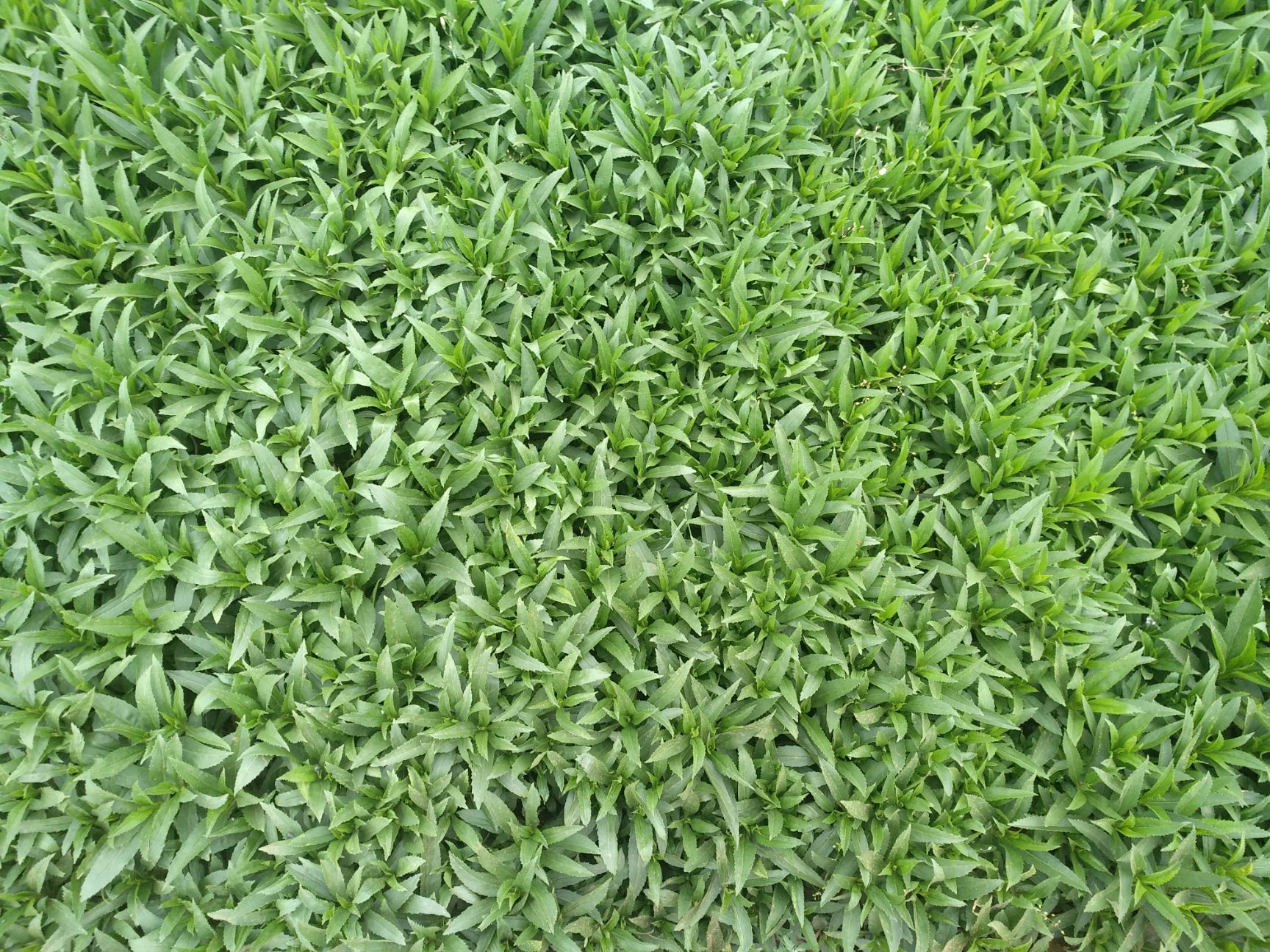 假龙头种子 假龙头杯苗