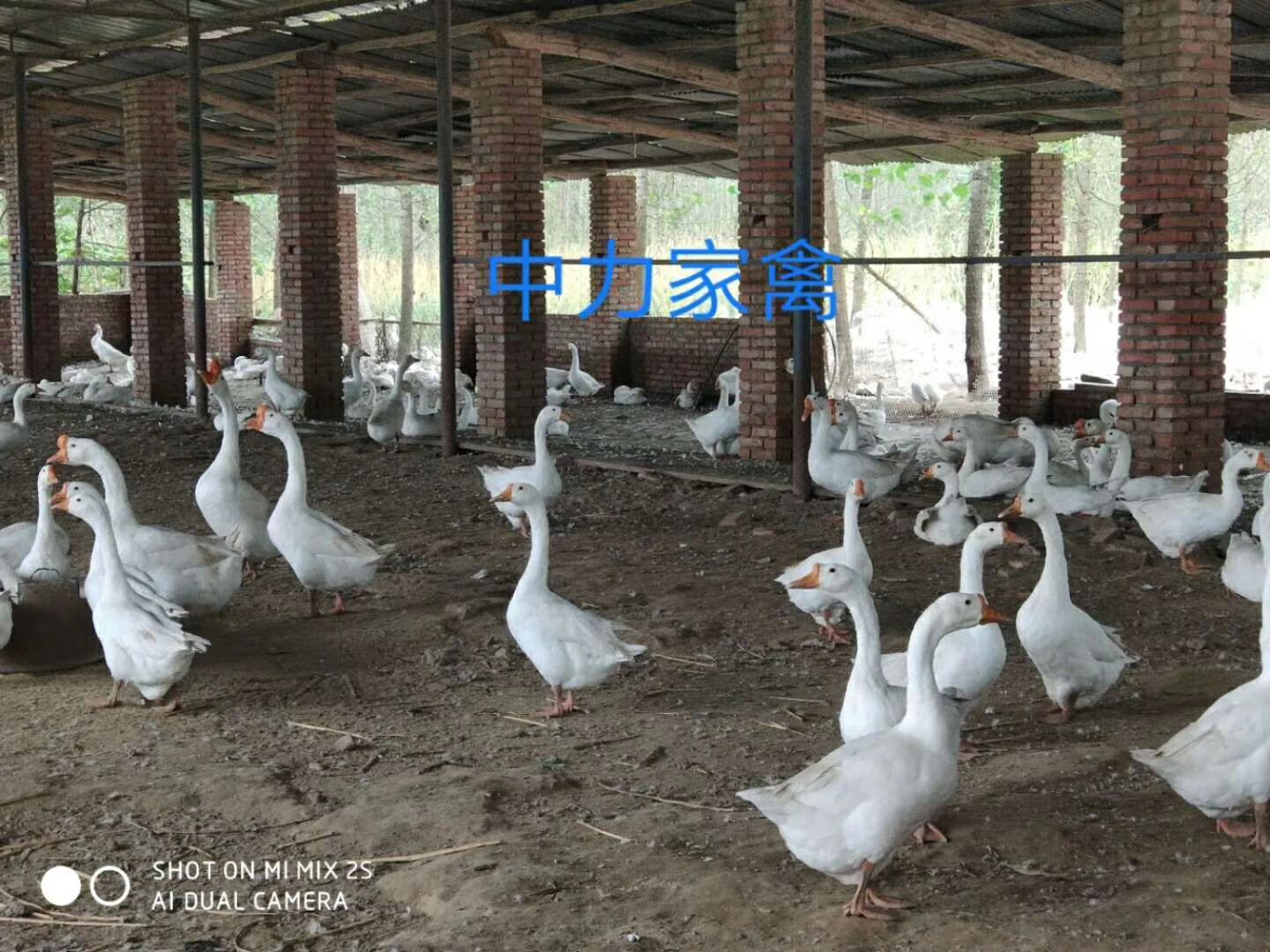 三花鹅苗 大种鹅苗 白鹅苗批发 提供技术服务 运输成活