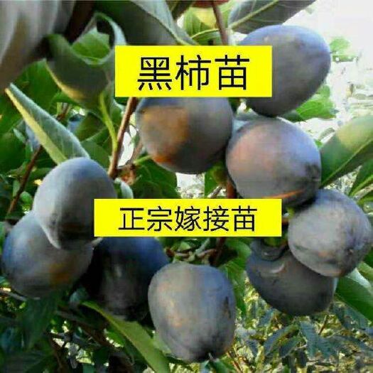 平邑县黑柿苗