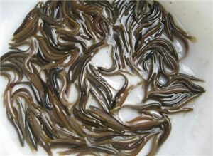 泥鳅  人工养殖 3-5cm 800--1000尾一斤